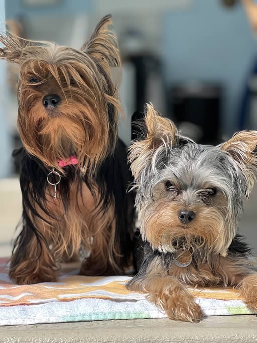 Two Yorkshire Terriers on a colorful blanket.